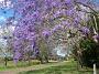 jacaranda-2010 029